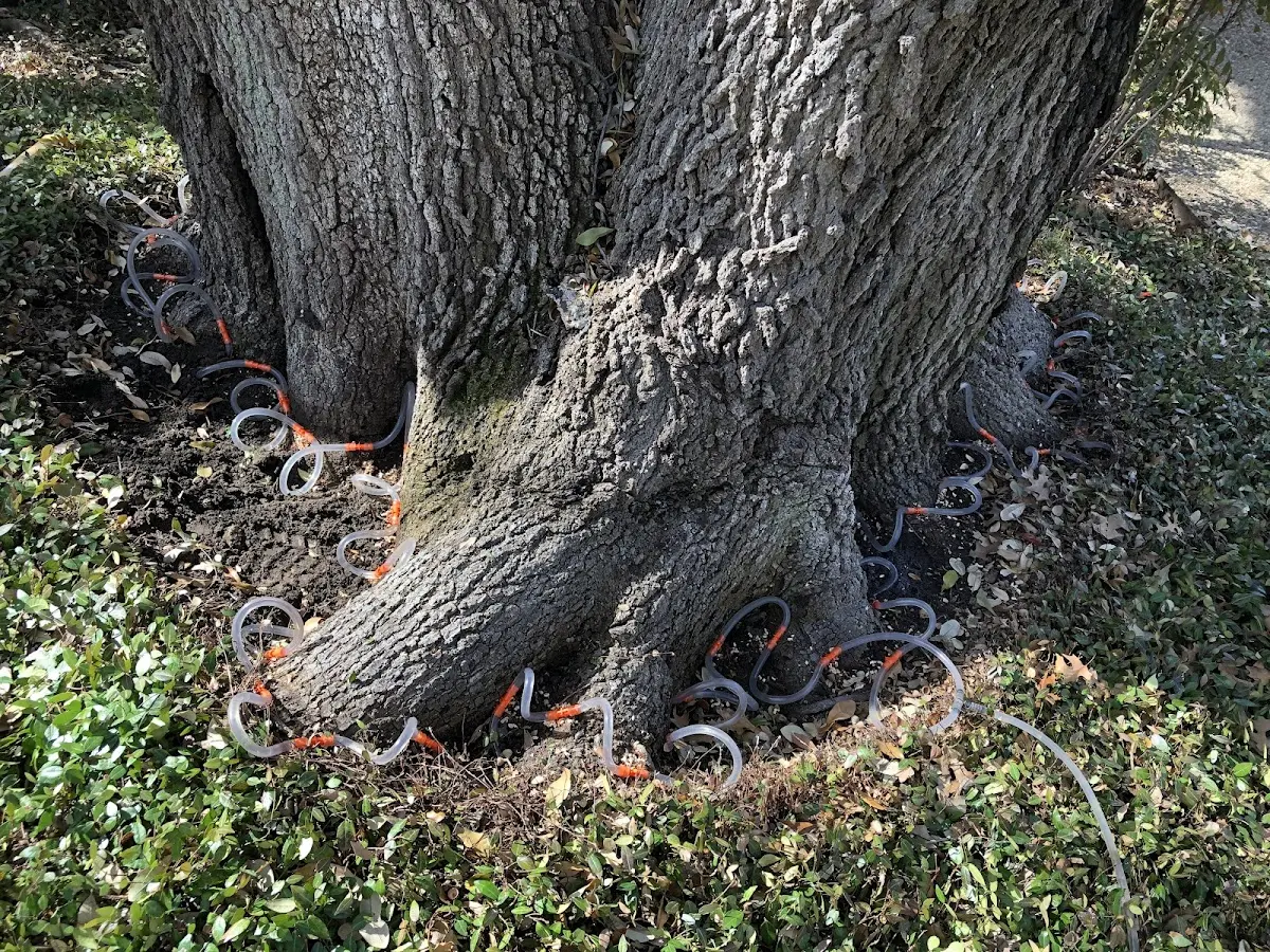 Detailed Tree Cabling and Bracing job site in Clio